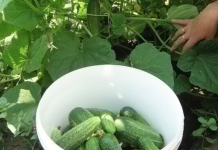 В Польше на сборе овощей теперь можно заработать больше Польше сезон