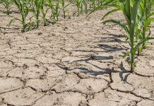 В Гагаузии астрономические убытки от засухи Испания, европа, засуха