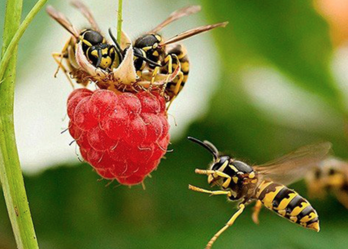 аллергические насекомые, Молдове реакций