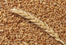 Пшеницу для госрезерва Молдовы закупить не смогли пшеница, Молдовы власти тендер резерва