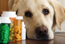 Антибиотики для животных в Молдове только по рецепту антибиотики животных врача Молдове