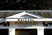 Бристольский зоопарк закрыл свои двери навсегда Бристольский зоопарк