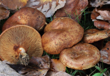 Гриб свинушка может подложить свинью гриба, свинушка