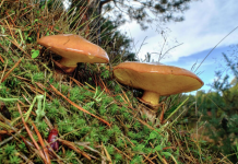 Грибной сезон: как его пережить без отравлений грибной