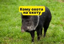 Охота на дикого кабана в Приднестровье: правила и ограничения охота