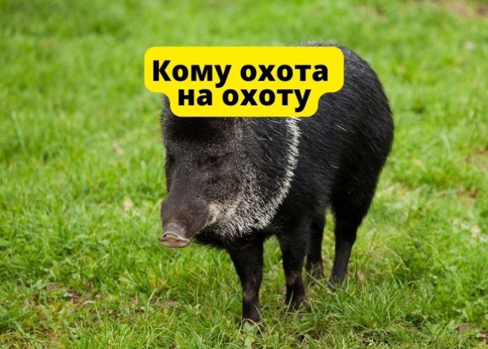 охота