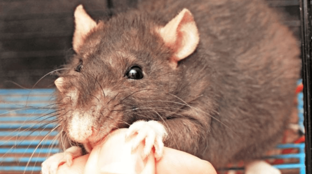 Почему крыса облизывает пальцы?