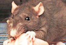 Крыса укусила ребёнка во дворе одного из столичных домов крыса Кишинёве ребёнка мальчика