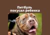 Собака породы питбуль покусала мальчика Питбуль покусал ребенка