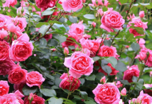 В Тирасполе проведут масштабные работы по озеленению. розы, Тирасполе, власти деревьев