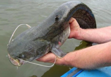 ВС Приднестровья решает разрешить ли вылов сома запрет, европейский сом