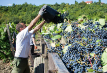 Как правильно ввезти и вывезти виноград: о таможенных правилах в Приднестровье виноград, таможня, виноградари, гагаузии, рынки, сбыта