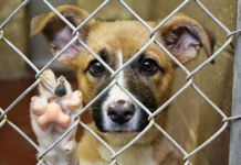 В Приднестровья могут измениться требования к размещению приютов для животных животные, приют