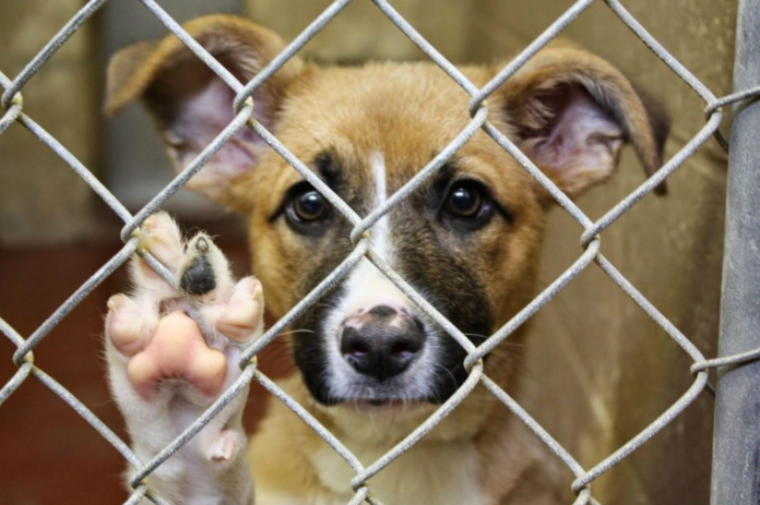 животные, приют