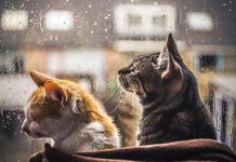 Погода 28 октября 2025 года в Приднестровье погода, дождь, осадки