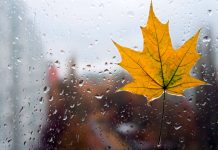 Погода 11 ноября 2025 года в Приднестровье погода, слабый дождь, ветрено