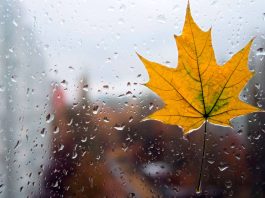 Погода 11 ноября 2025 года в Приднестровье погода, слабый дождь, ветрено