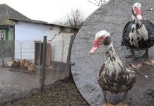 В Молдове не выгодно разводить домашних птиц и животных фото с сайта АИФ