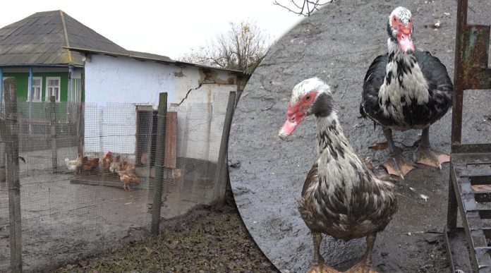 фото с сайта АИФ фото с сайта АИФ