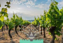 В Молдове молодые виноградники переводятся под орошение орошение виноградников