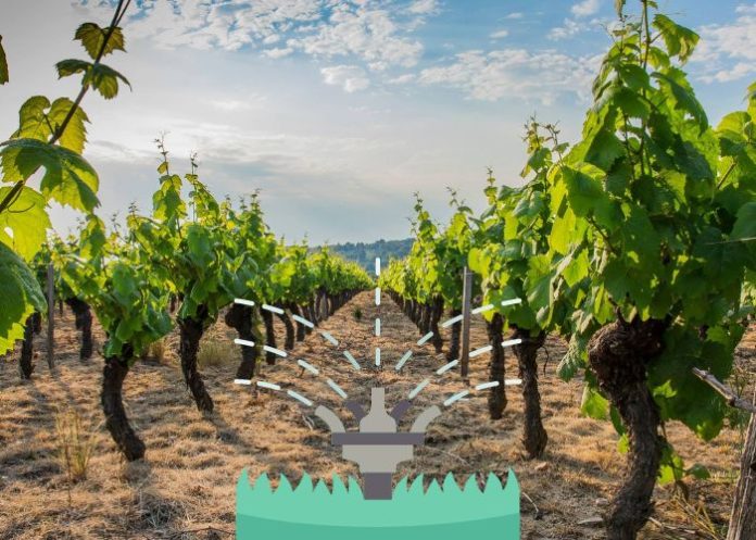 орошение виноградников