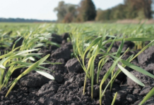 Засушливая осень может снова навредить посевам влага в почве, Приднестровье, осень засушливая