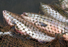 Рейды рыбохотинспекции дали хороший «улов» управление рыбохотинспекции