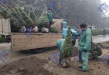 В центре Рыбницы высадили голубые ели Голубые ели высадили в Рыбнице