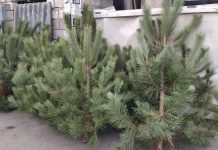 Цены на ёлки и сосны в 2024 году Елочные базары в Рыбнице