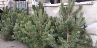 Цены на ёлки и сосны в 2024 году Елочные базары в Рыбнице