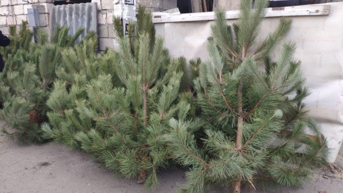 В Рыбнице заработали елочные базары Елочные базары в Рыбнице