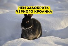 В каком цвете должна быть одежда в год чёрного водяного кролика Чем задобрить чёрного кролика