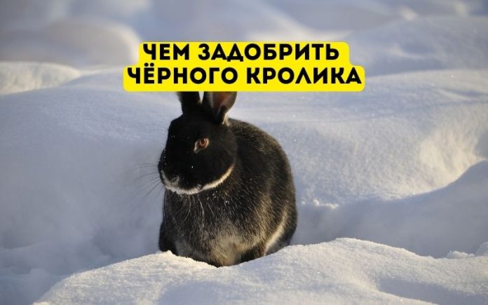 Чем задобрить чёрного кролика Чем задобрить чёрного кролика