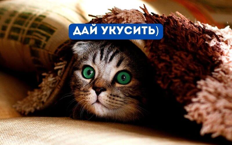 Дай укусить)