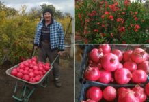 В Слободзее растёт гранат Гранат в Слободзее. Фото с сайта agromedia.md