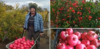 В Слободзее растёт гранат Гранат в Слободзее. Фото с сайта agromedia.md