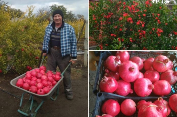 Гранат в Слободзее. Фото с сайта agromedia.md