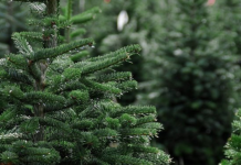 Ёлки и сосны возьмут под усиленную охрану в Приднестровье усилят охрану ёлок, сосен и других насаждений