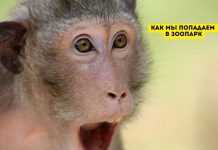 Как животные попадают в Кишинёвский зоопарк Как мы попадаем в зоопарк