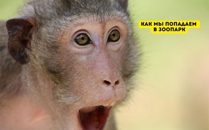 Как мы попадаем в зоопарк