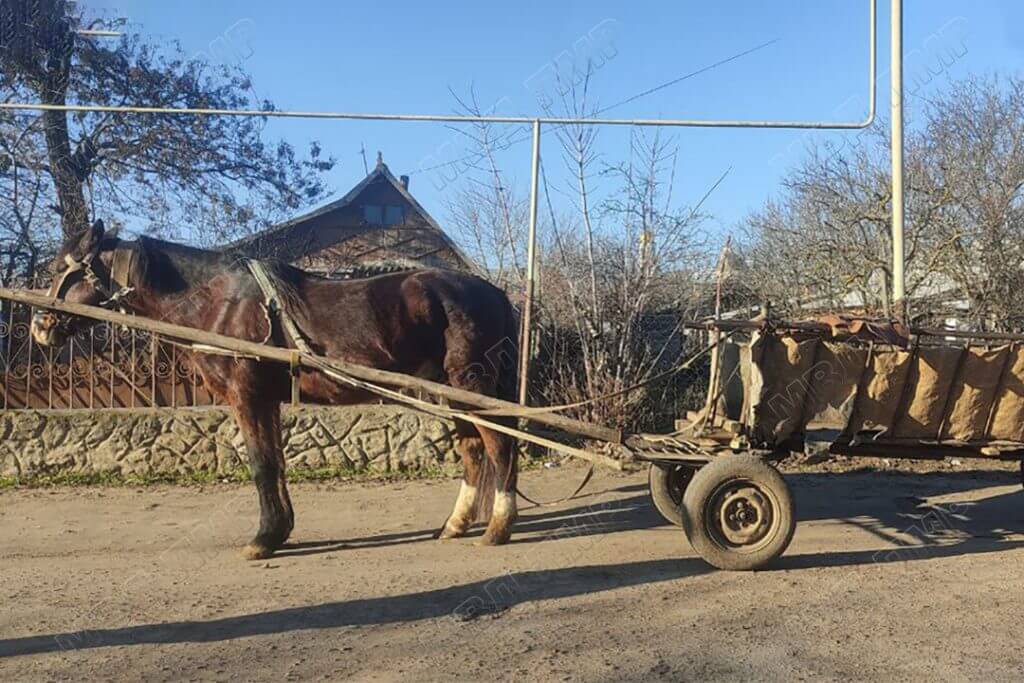 Конь. Кицканы. Фото пресс-служба МВД ПМР