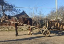 Потерявшегося коня нашли милиционеры Конь. Кицканы. Фото пресс-служба МВД ПМР