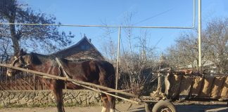 Потерявшегося коня нашли милиционеры Конь. Кицканы. Фото пресс-служба МВД ПМР