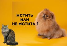 Могут ли животные мстить человеку? Мстить или не мстить