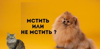 Могут ли животные мстить человеку? Мстить или не мстить