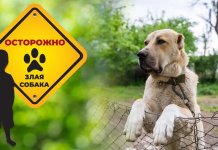 Алабай напал на ребёнка в Дубоссарах алабай накинулся на ребёнка и схватил за руку