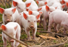 Вспышка африканской чумы свиней в Молдове: Приднестровье вводит ограничения на ввоз продукции в Молдове забили свиней