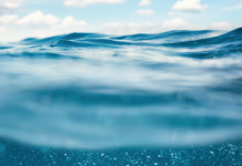 В воде по всему миру обнаружили хищных микробов по всему миру в воде новый вид микробов