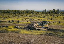 Субсидии на выкорчевку старых садов и виноградников в Молдове будут увеличены Выкорчёвка садов, виноградников
