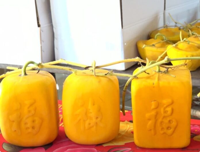 арбуз в форме золотых слитков арбуз в форме золотых слитков